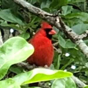 Meet your Posher, Stacey lynn